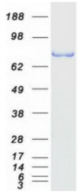 Coomassie blue staining of purified SMURF2 protein.